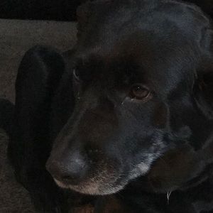 Meet your Posher, Angel